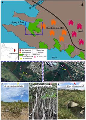 Distribution and bioaccumulation of trace metals in urban semi-arid mangrove ecosystems